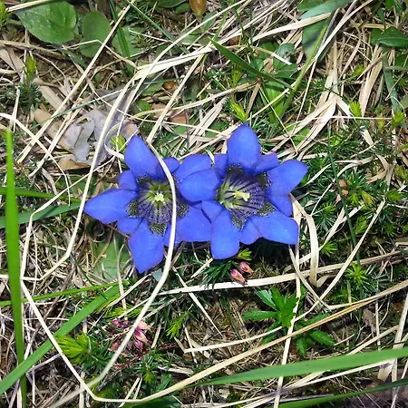 Garni Jaegerheim Serfaus